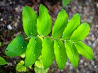 Wald-Weißwurz Blätter mit Regentropfen